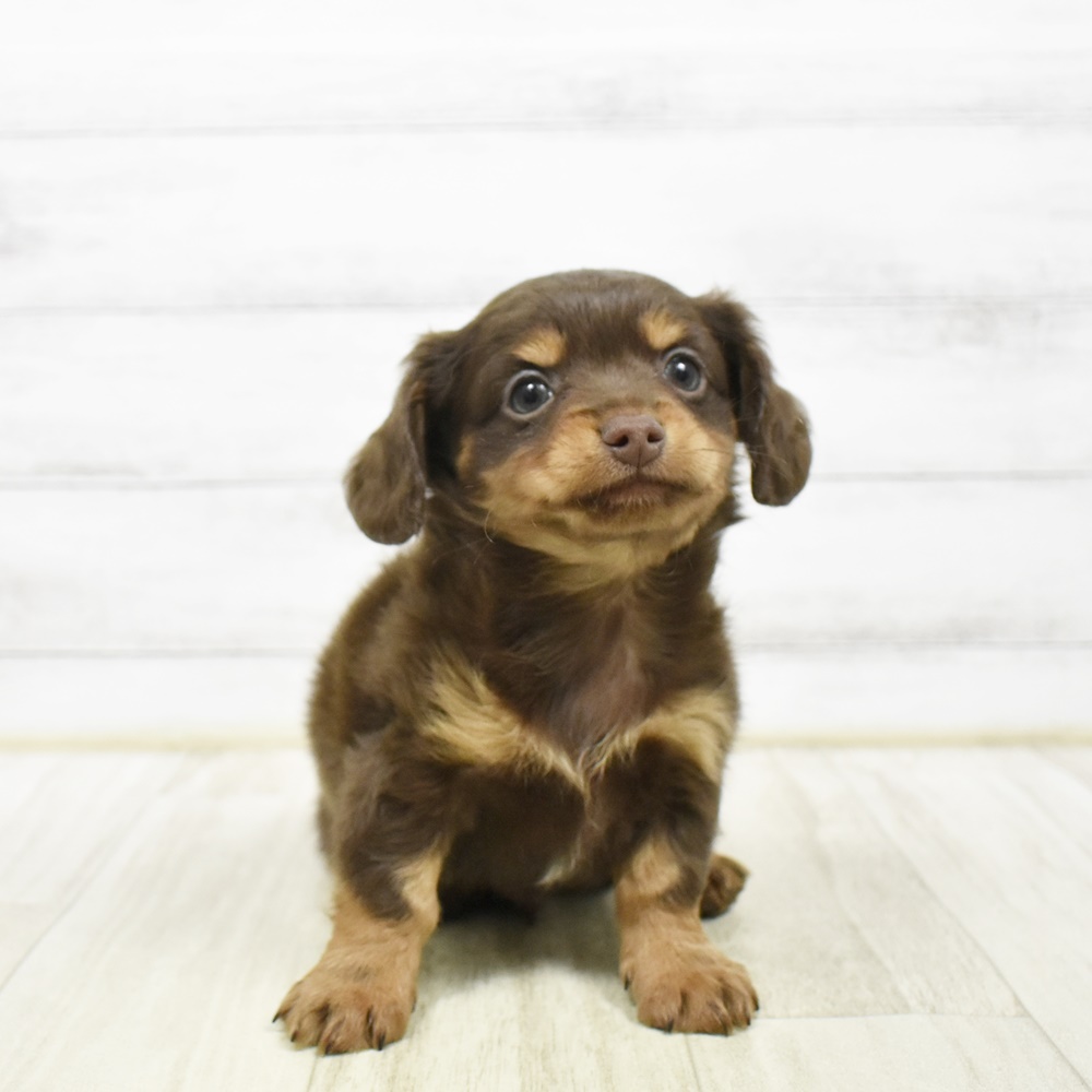 福岡県のチワックス(チワワ×ダックス) (犬の家＆猫の里くりえいと宗像店/2026年2月9日生まれ/男の子/チョコレートタン)の子犬