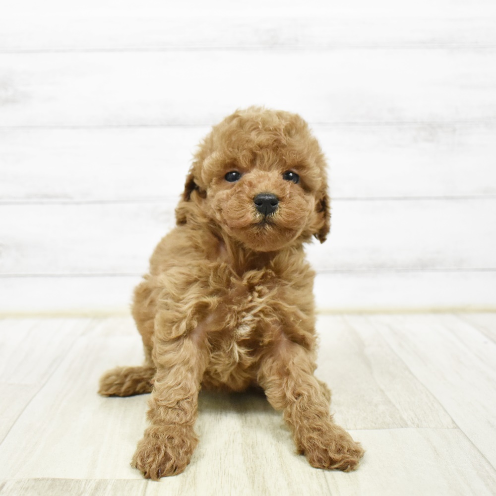 石川県のトイプードル(トイ) (犬の家＆猫の里アミーゴ金沢有松店/2026年2月10日生まれ/女の子/レッド)の子犬