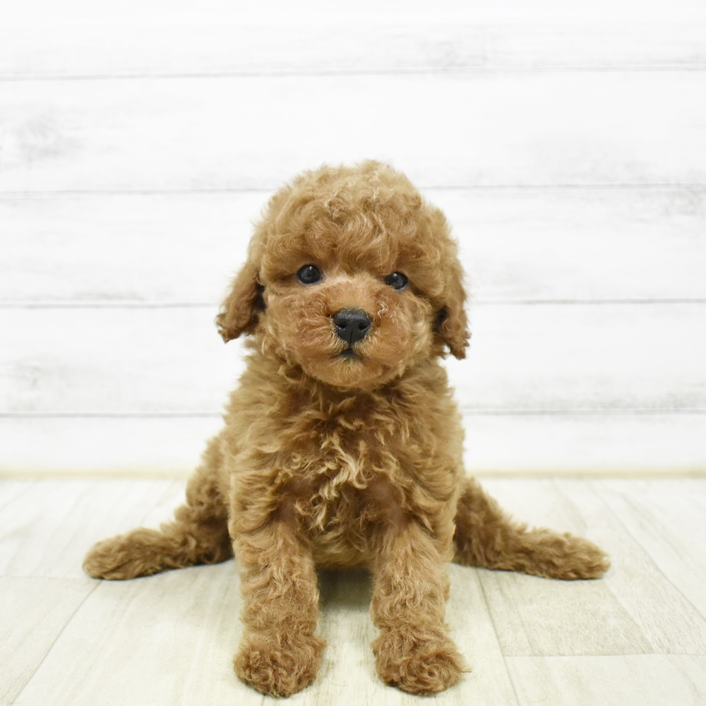 愛知県のトイプードル(トイ) (犬の家＆猫の里七宝店/2026年2月10日生まれ/女の子/レッド)の子犬