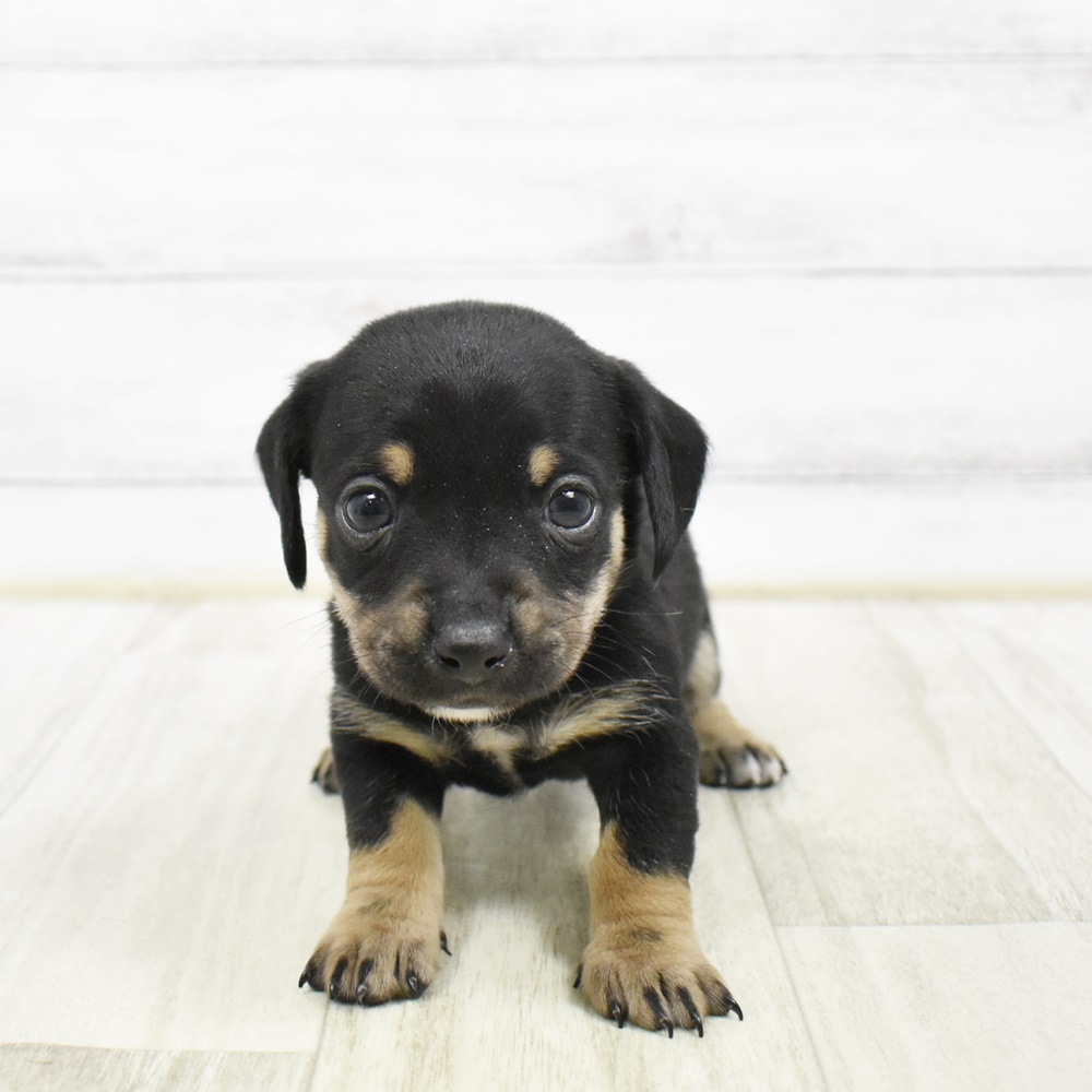 長野県のチワックス(チワワ×ダックス) (犬の家＆猫の里カインズ梓川店/2026年2月8日生まれ/女の子/ブラックタンホワイト)の子犬
