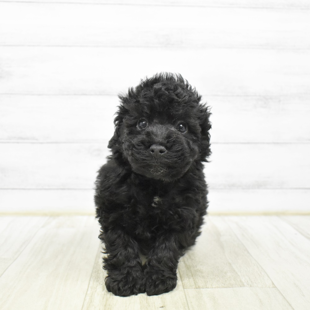 神奈川県のトイプードル(トイ) (犬の家＆猫の里元住吉ブレーメン通り店/2026年2月8日生まれ/男の子/ブラック)の子犬