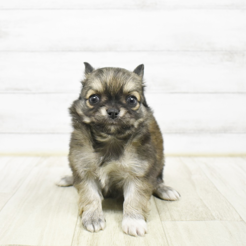 神奈川県のチワワ(ロング) (犬の家＆猫の里小田原店/2026年2月10日生まれ/女の子/フォーンホワイト)の子犬