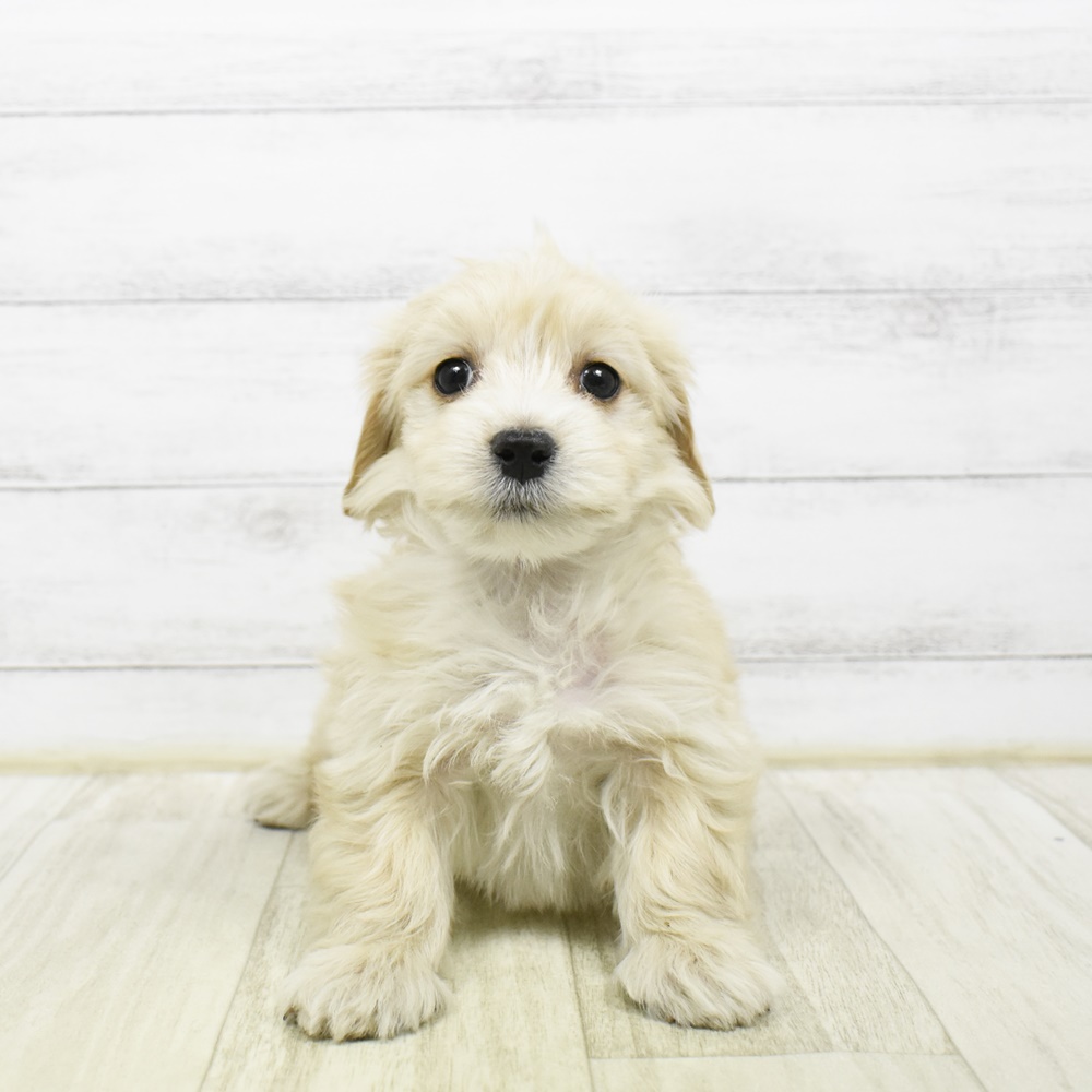 静岡県のマルックス(マルチーズ×ダックス) (犬の家＆猫の里マークイズ静岡店/2026年2月7日生まれ/男の子/クリーム)の子犬