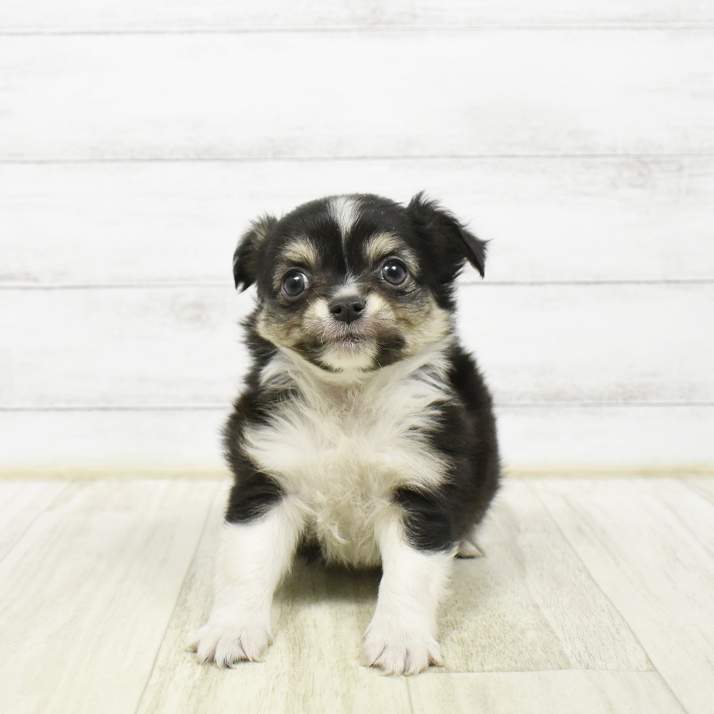 2026年2月10日生まれのチワワ(ロング)