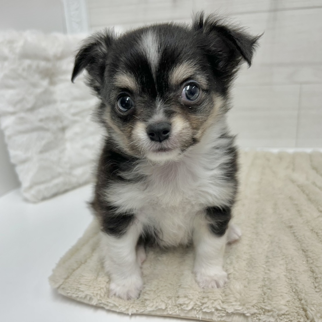 神奈川県のチワワ(ロング) (犬の家＆猫の里相模原店/2026年2月10日生まれ/男の子/ブラックタンホワイト)の子犬の1枚目の画像
