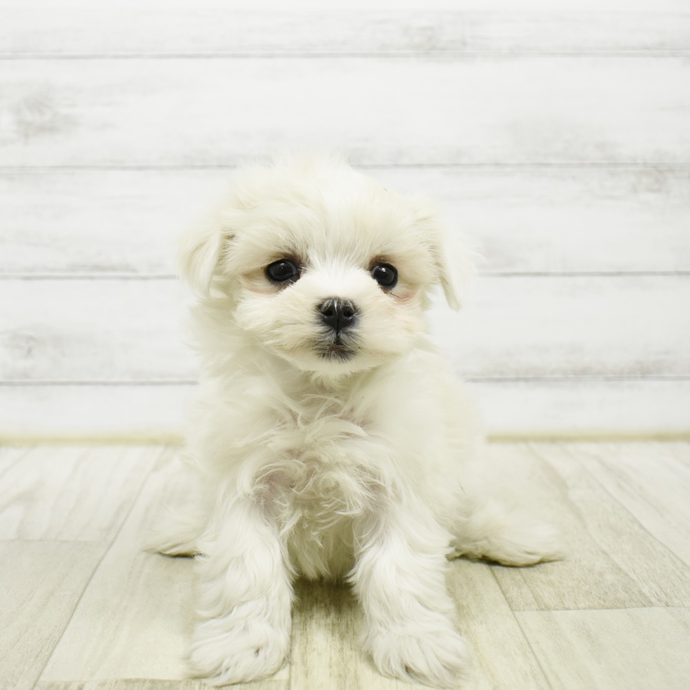 愛知県のマルチーズ (犬の家＆猫の里豊川インター店/2026年2月4日生まれ/女の子/ホワイト)の子犬の2枚目の画像