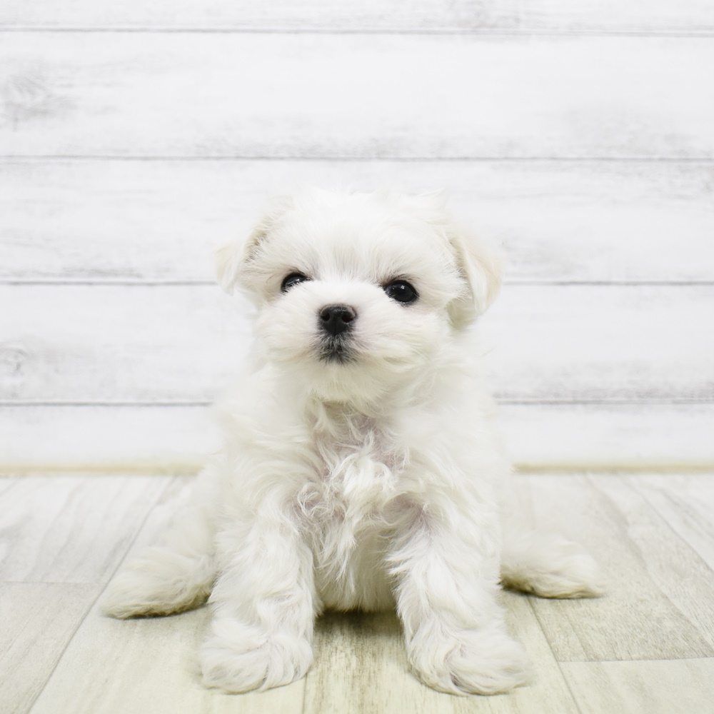 静岡県のマルチーズ (犬の家＆猫の里アミーゴ浜松和田店/2026年2月4日生まれ/男の子/ホワイト)の子犬