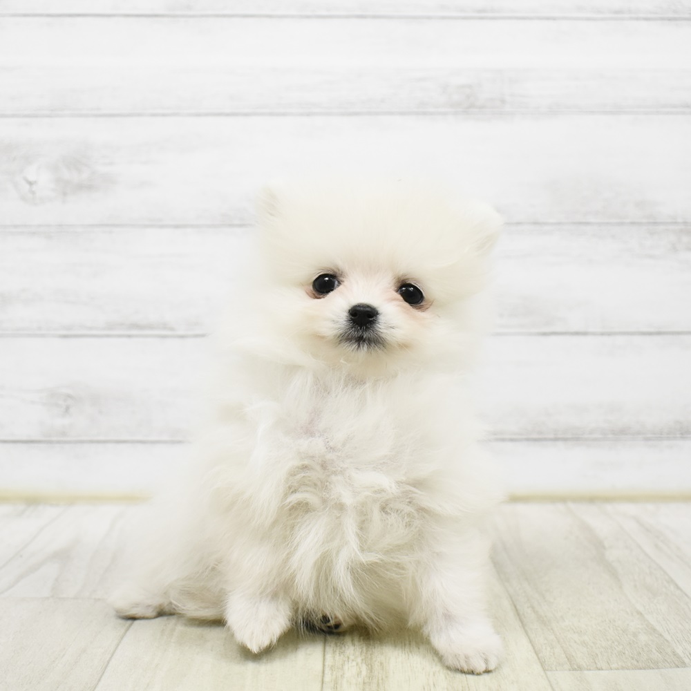 2026年2月10日生まれのポメラニアン