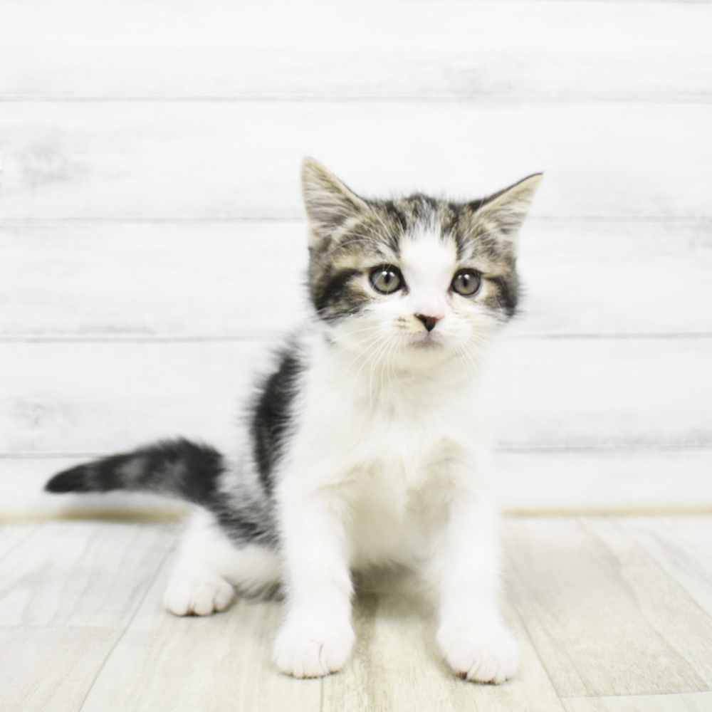 東京都のスコティッシュフォールド (犬の家＆猫の里ペットフォレスト小平店/2026年2月5日生まれ/男の子/ブラックタビーホワイト)の子猫