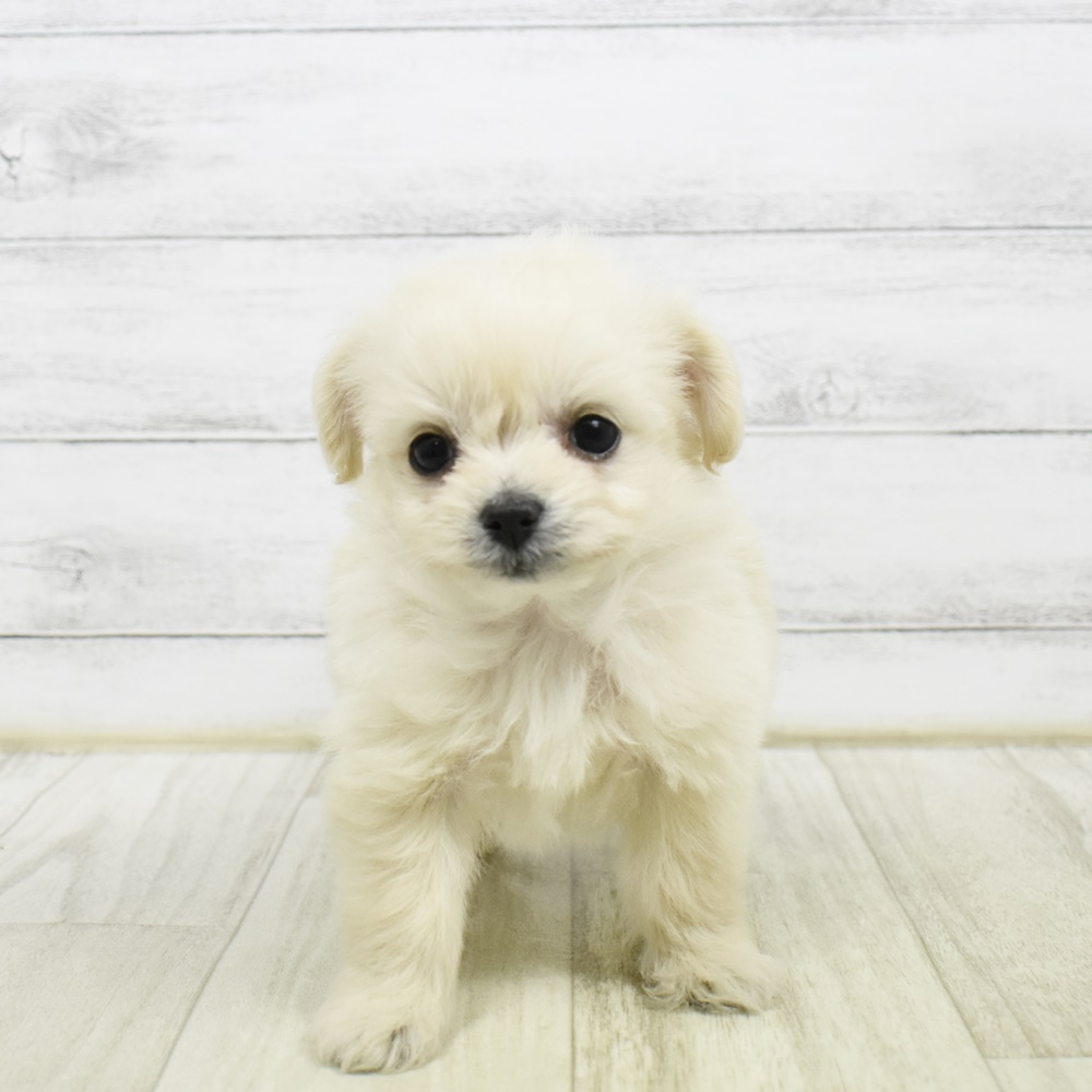 ハーフ犬女の子の写真