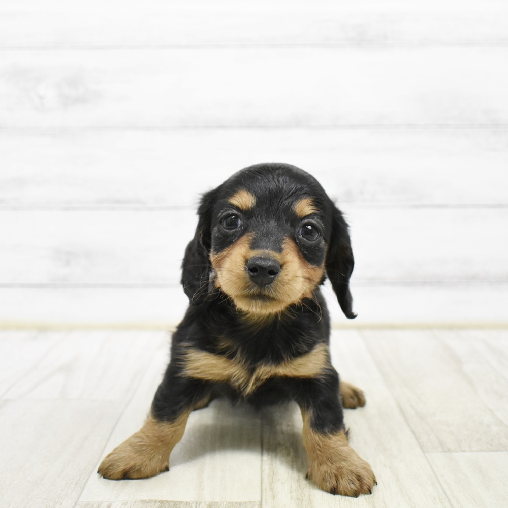 長野県のミニチュアダックスフンド(ロング) (犬の家＆猫の里塩尻店/2026年2月10日生まれ/女の子/ブラックタン)の子犬