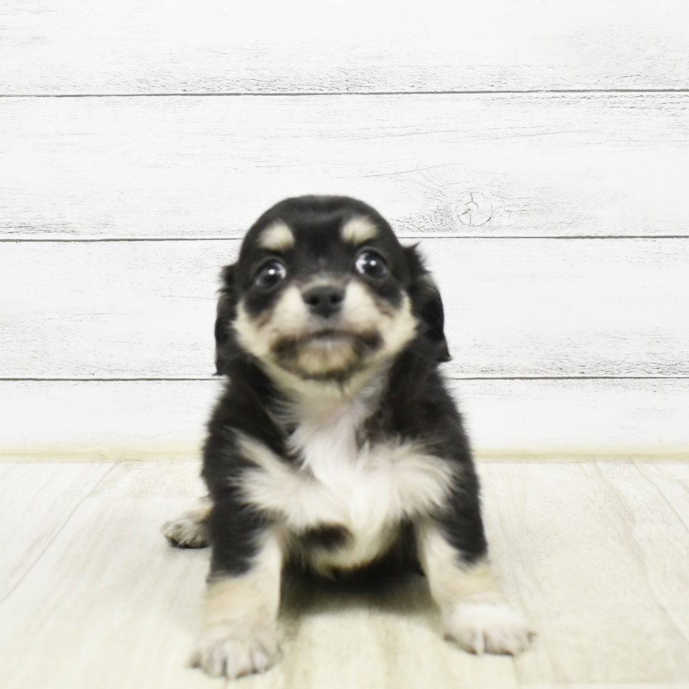 静岡県のチワックス(チワワ×ダックス) (犬の家＆猫の里藤枝店/2026年2月10日生まれ/男の子/ブラックタンホワイト)の子犬