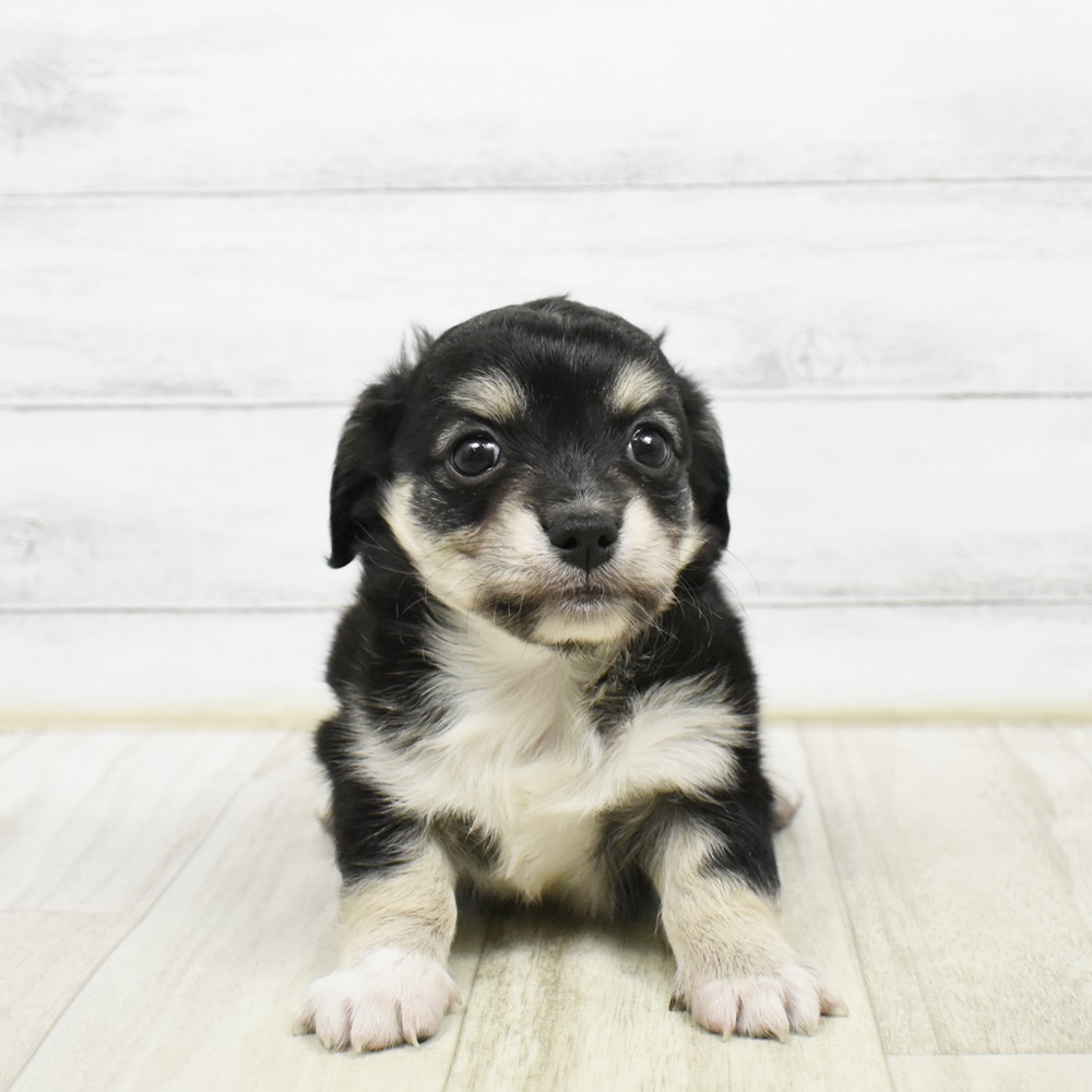 愛知県のチワックス(チワワ×ダックス) (犬の家＆猫の里豊川インター店/2026年2月10日生まれ/男の子/ブラックタンホワイト)の子犬