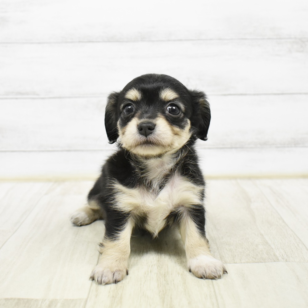 富山県のチワックス(チワワ×ダックス) (犬の家＆猫の里アミーゴ高岡蓮花寺店/2026年2月10日生まれ/女の子/ブラックタンホワイト)の子犬