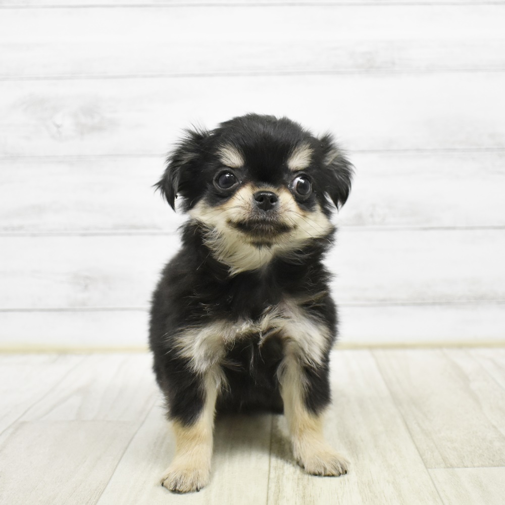 静岡県のチワワ(ロング) (犬の家＆猫の里アミーゴ浜松和田店/2026年2月5日生まれ/女の子/ブラックタン)の子犬