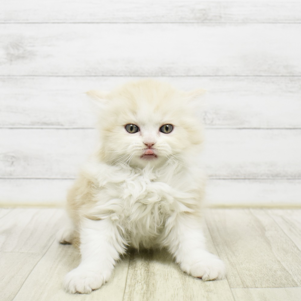 2026年2月7日生まれのラガマフィン