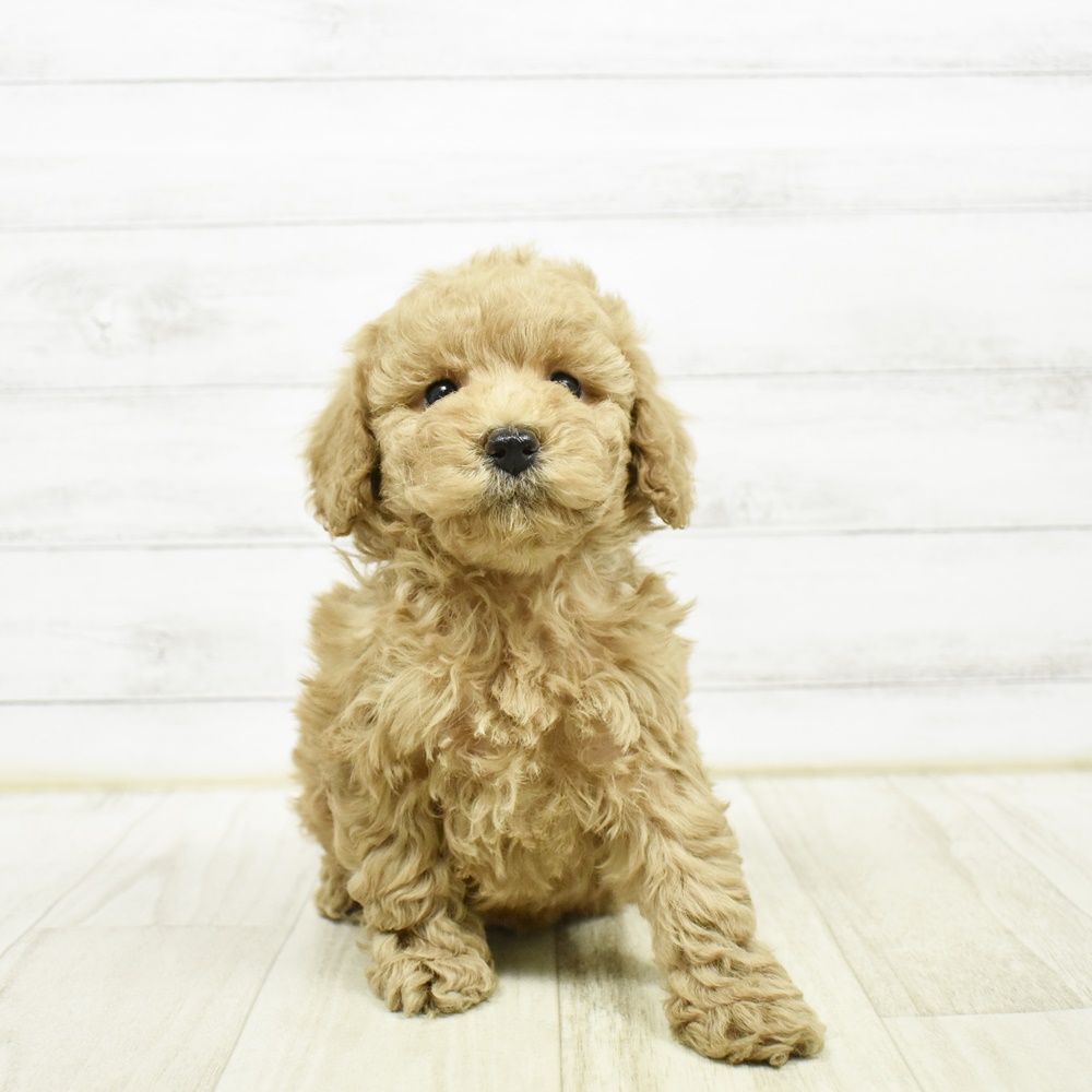 静岡県のトイプードル(トイ) (犬の家＆猫の里マークイズ静岡店/2026年2月8日生まれ/男の子/レッド)の子犬