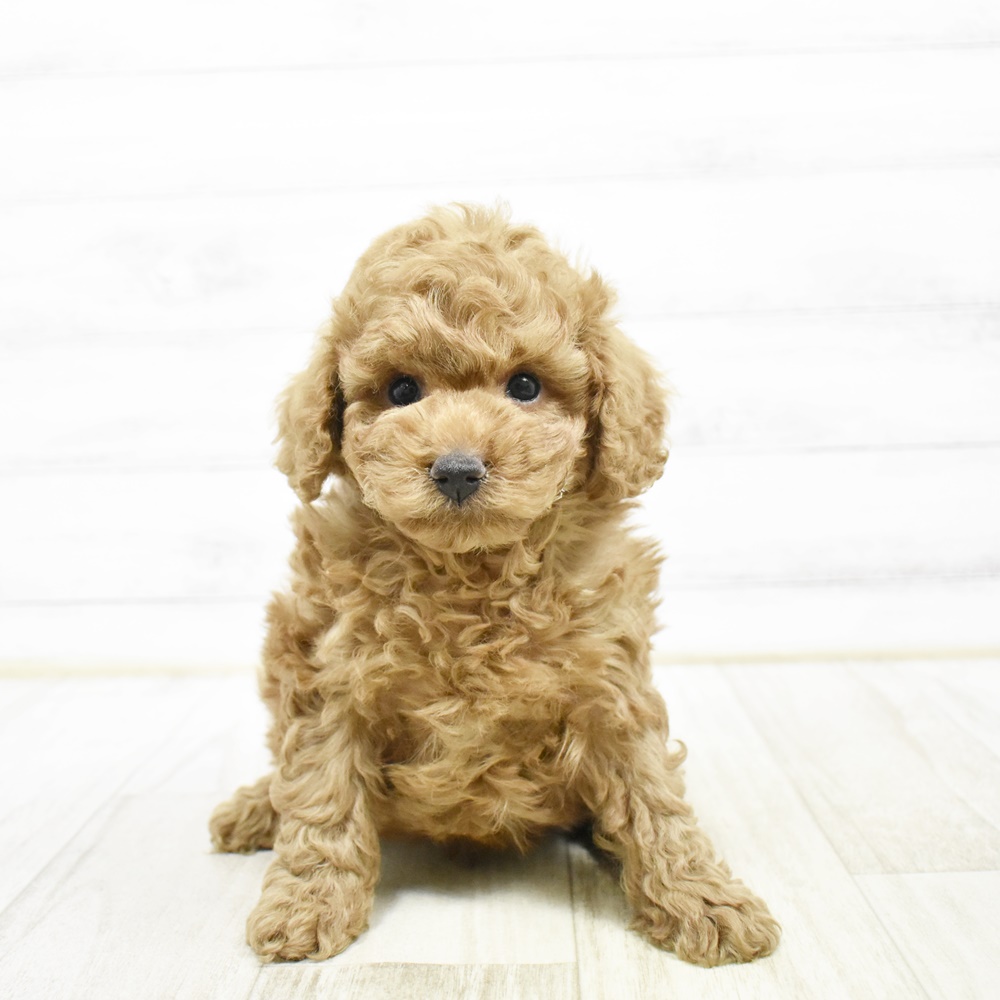 千葉県のトイプードル(トイ) (犬の家＆猫の里BIGHOPガーデンモール印西店/2026年2月8日生まれ/男の子/レッド)の子犬