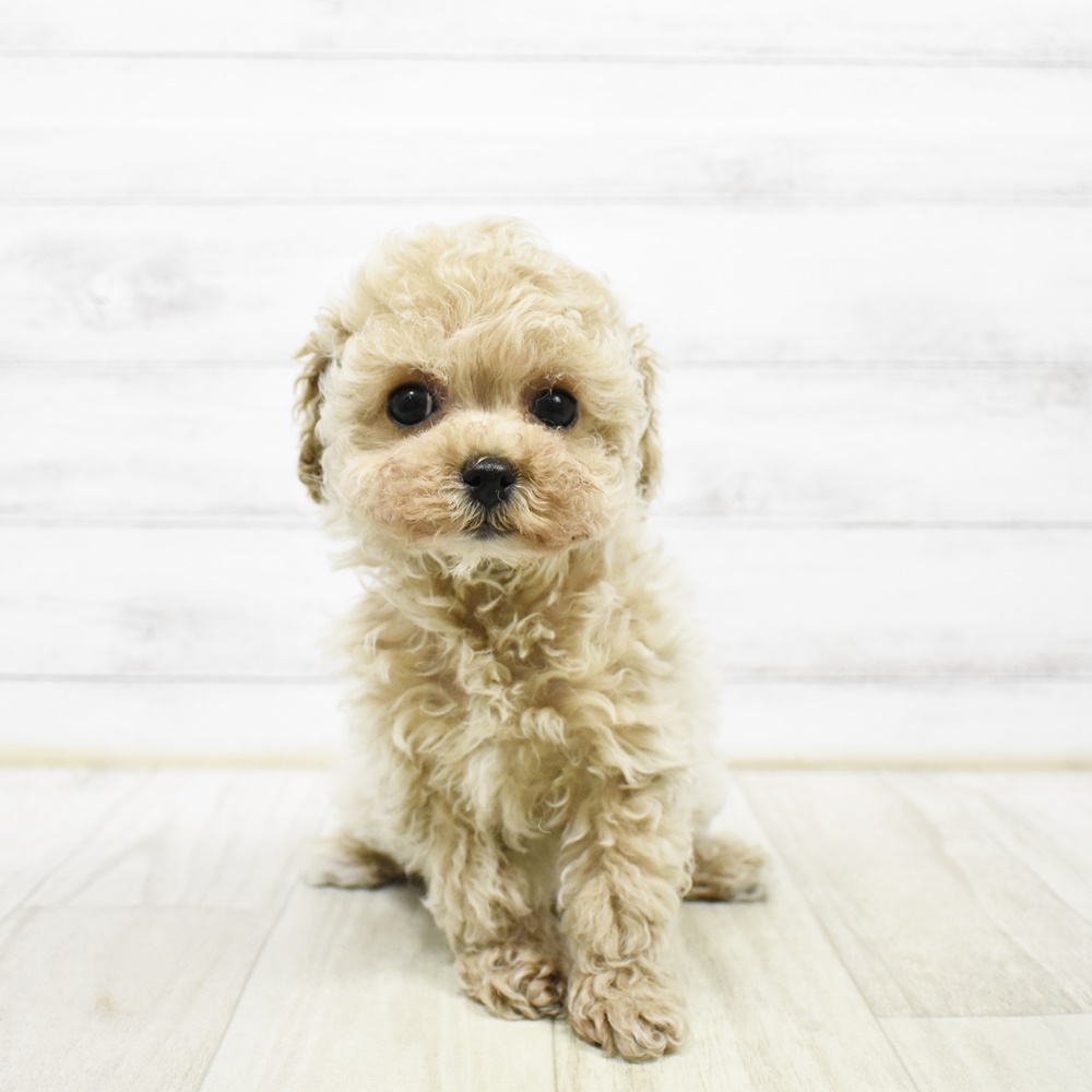 愛知県のビションプー(ビションフリーゼ×プードル) (犬の家＆猫の里安城店/2026年2月9日生まれ/女の子/アプリコット)の子犬