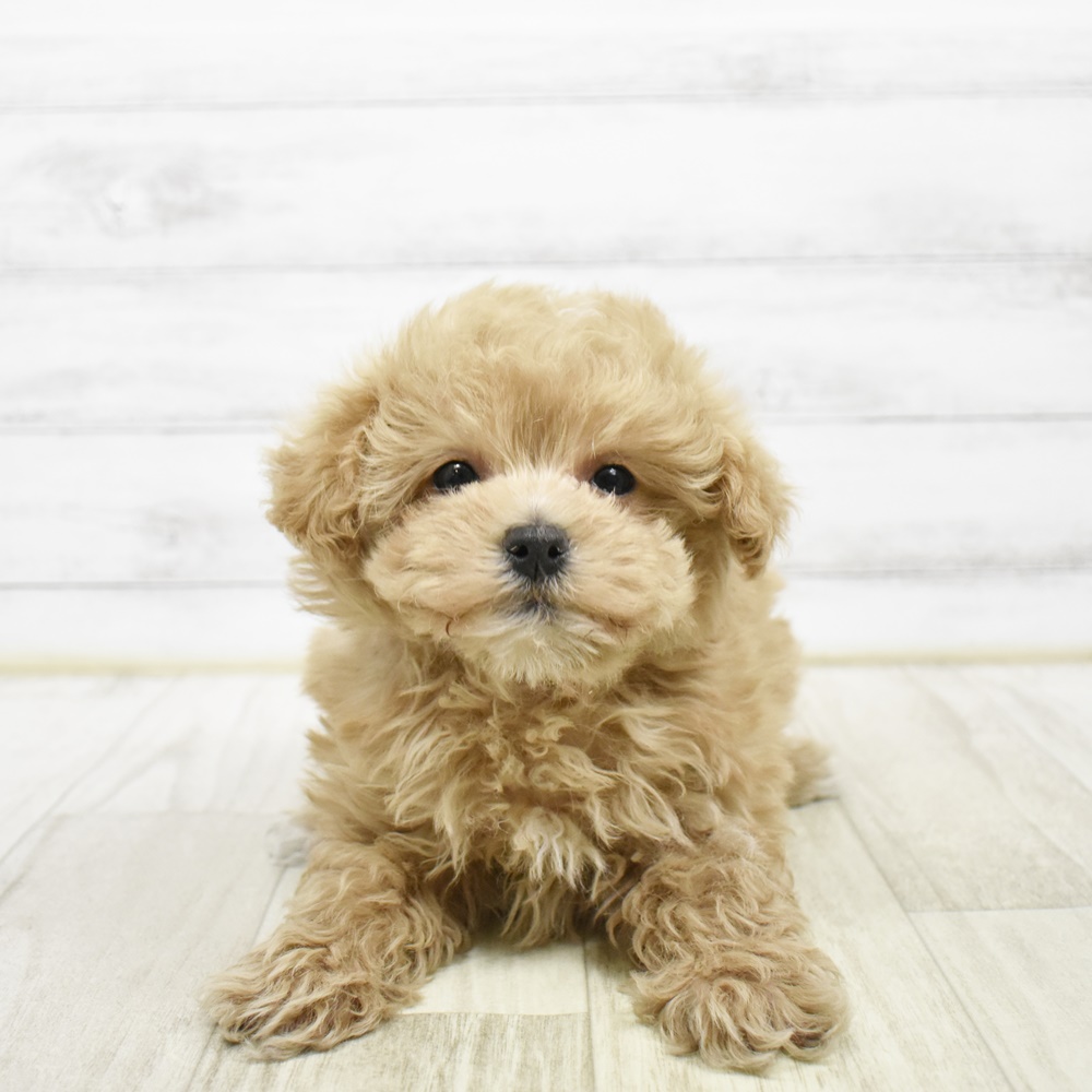 ハーフ犬女の子の写真