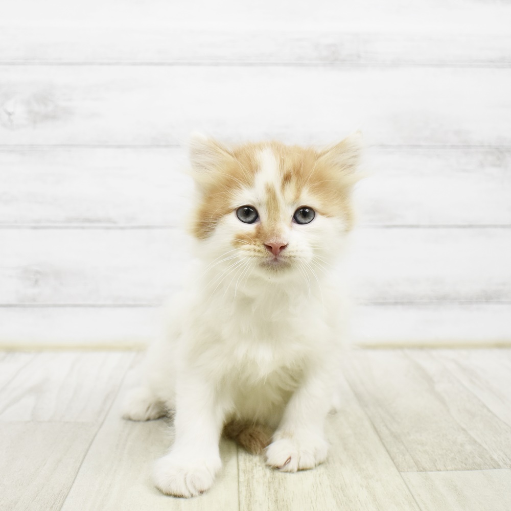 静岡県のマンチカン (犬の家＆猫の里藤枝店/2026年2月9日生まれ/男の子/レッドタビーホワイト)の子猫