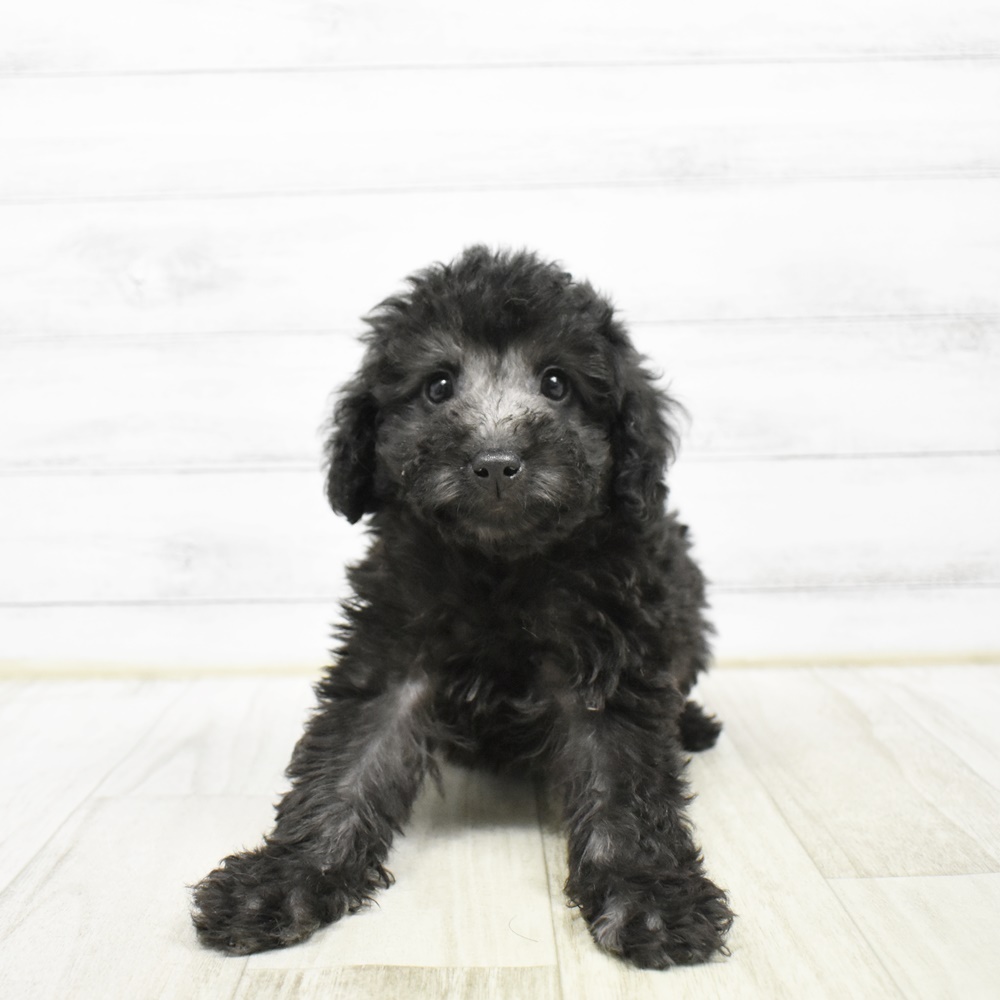 トイプードル男の子の写真