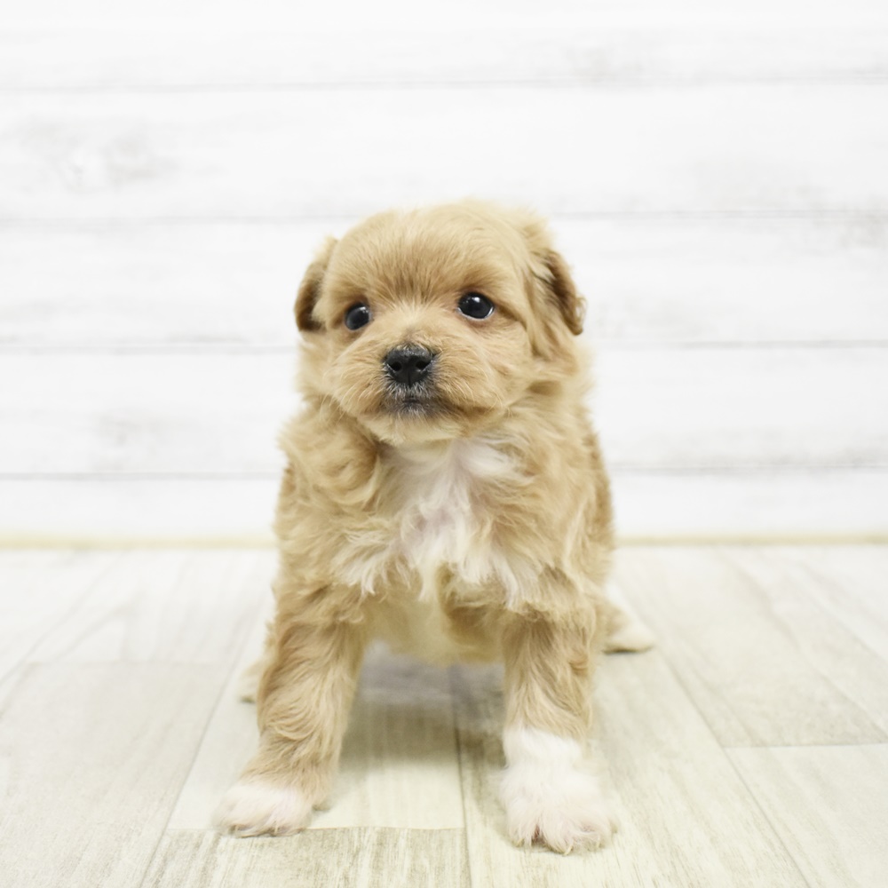 福岡県のポメプー(ポメラニアン×プードル) (犬の家＆猫の里トリアス久山店/2026年2月10日生まれ/男の子/クリーム)の子犬