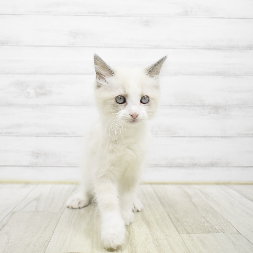 愛知県のラグドール (犬の家＆猫の里安城店/2026年2月4日生まれ/男の子/ブルーポイントバイカラー)の子猫