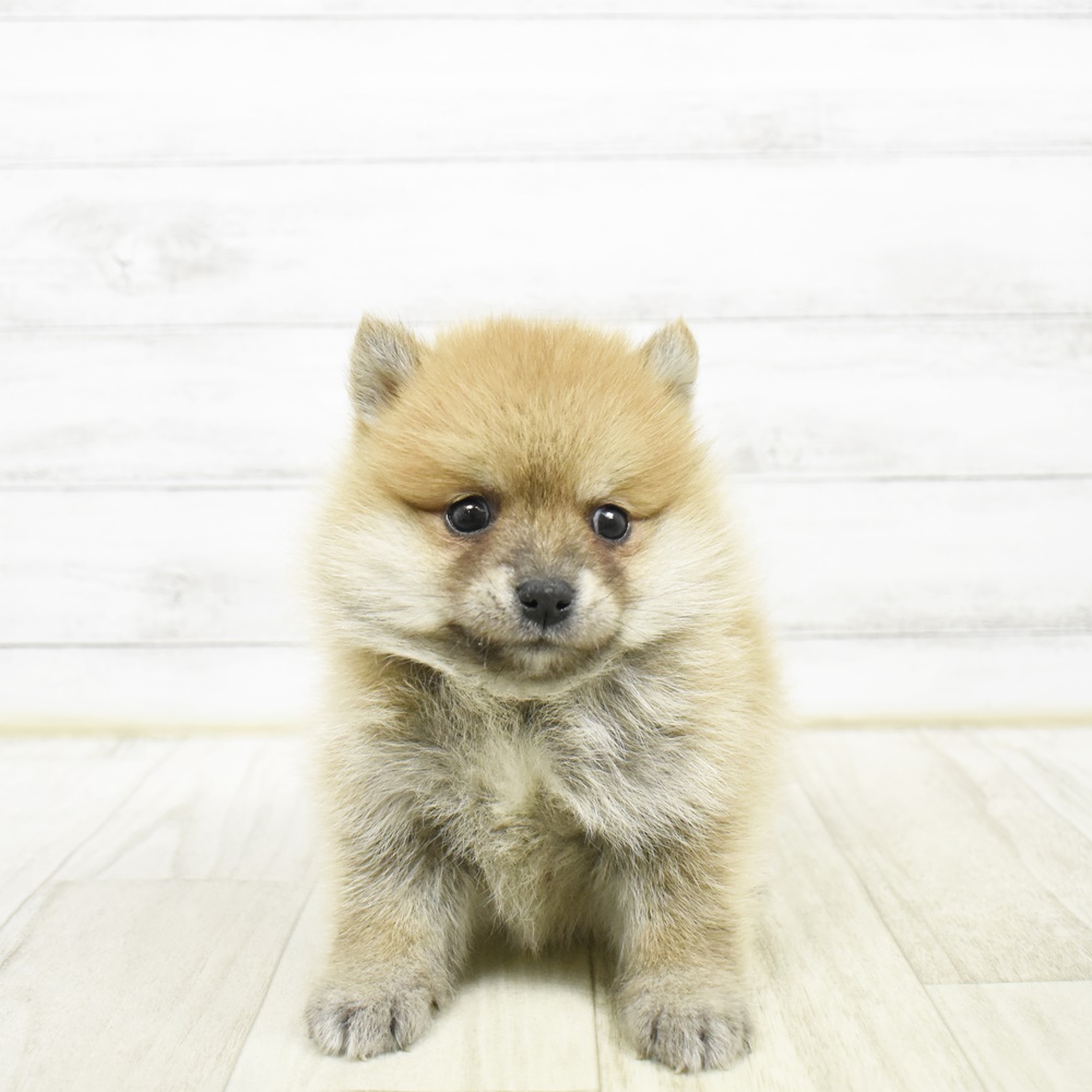 福岡県のポメ柴/豆ポメ/ポメ豆柴(ポメラニアン×柴犬) (犬の家＆猫の里シュロアモール筑紫野店/2026年2月10日生まれ/男の子/赤)の子犬