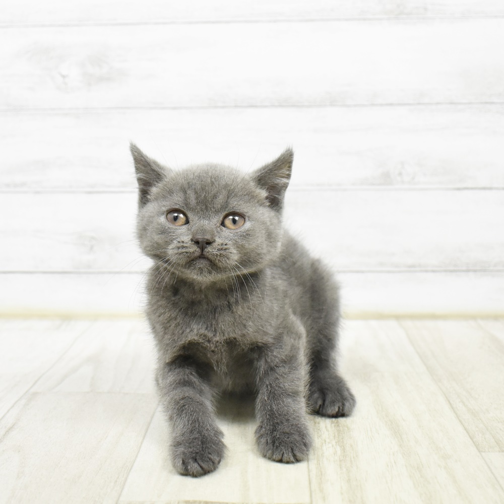2026年2月8日生まれのブリティッシュショートヘアー