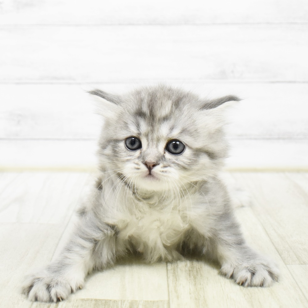 静岡県のマンチカン (犬の家＆猫の里プレ葉ウォーク浜北店/2026年2月10日生まれ/女の子/シルバータビーホワイト)の子猫