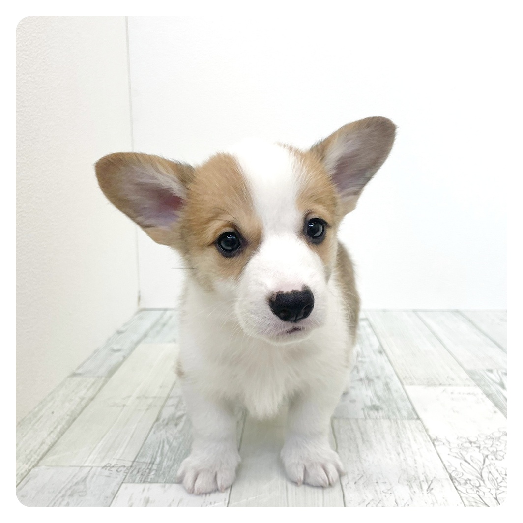 福岡県のウェルシュコーギーペンブローク (犬の家＆猫の里くりえいと宗像店/2026年2月8日生まれ/男の子/レッドホワイト)の子犬