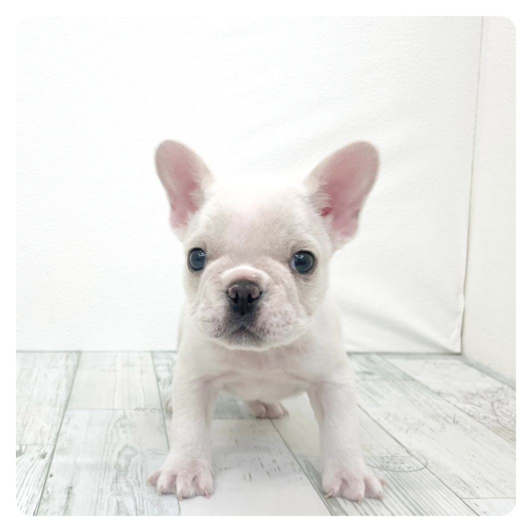 福岡県のフレンチブルドッグ (犬の家＆猫の里トリアス久山店/2026年2月6日生まれ/女の子/クリーム)の子犬