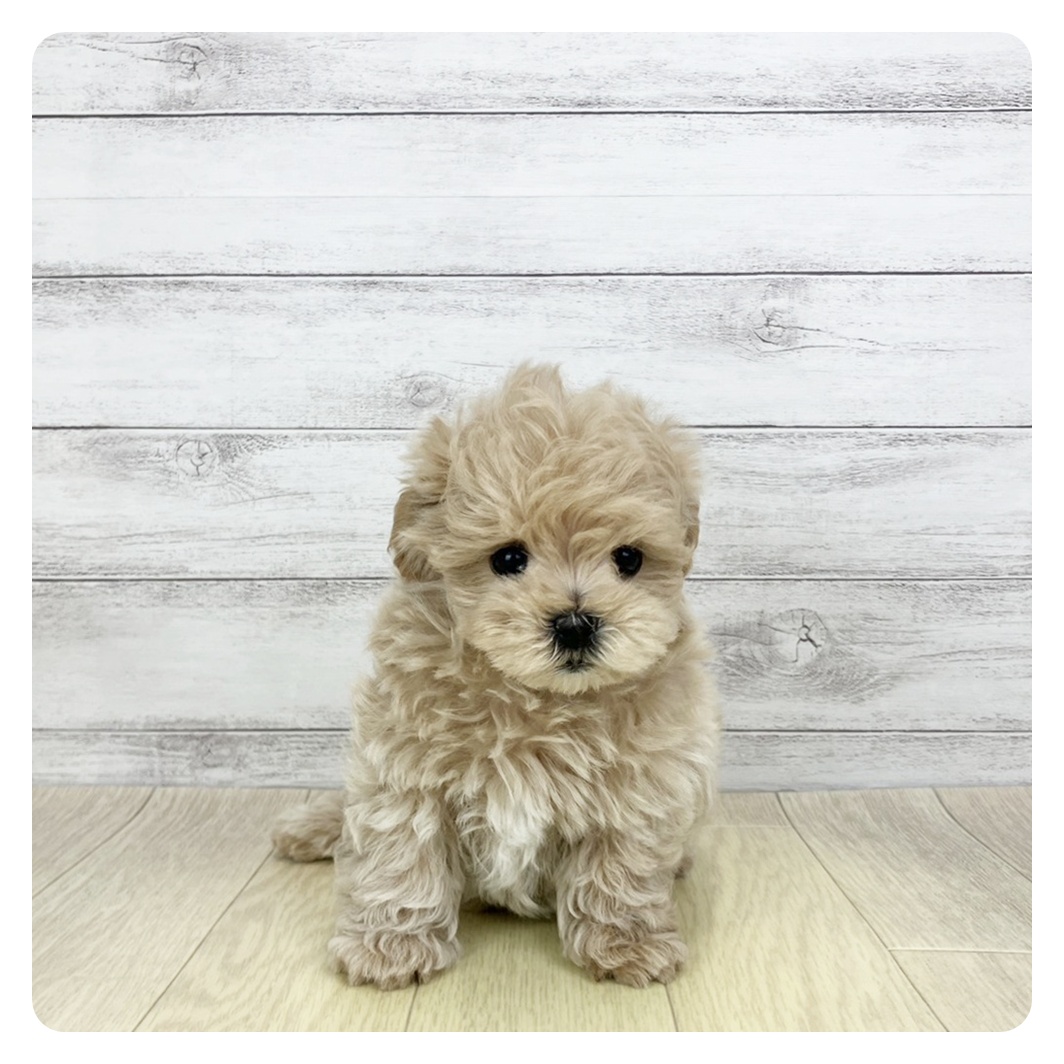 大阪府のマルプー(マルチーズ×プードル) (犬の家＆猫の里もりのみやキューズモールBASE店/2026年2月10日生まれ/男の子/アプリコット)の子犬の2枚目の画像