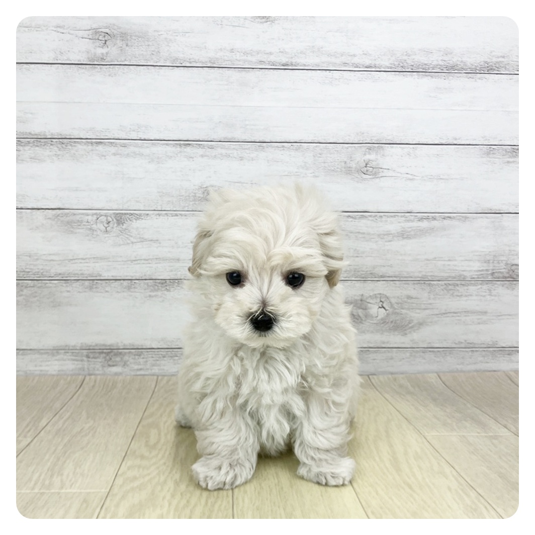 兵庫県のマルプー(マルチーズ×プードル) (犬の家＆猫の里ゆめタウン姫路店/2026年2月10日生まれ/男の子/クリームホワイト)の子犬