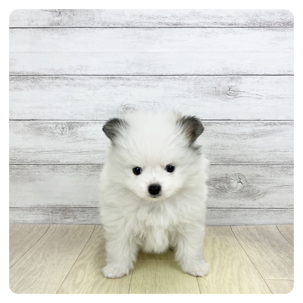 岡山県のポメチワ/チワポメ/ポメチー(ポメラニアン×チワワ) (犬の家＆猫の里倉敷店/2026年2月10日生まれ/男の子/パーティーカラー)の子犬の2枚目の画像