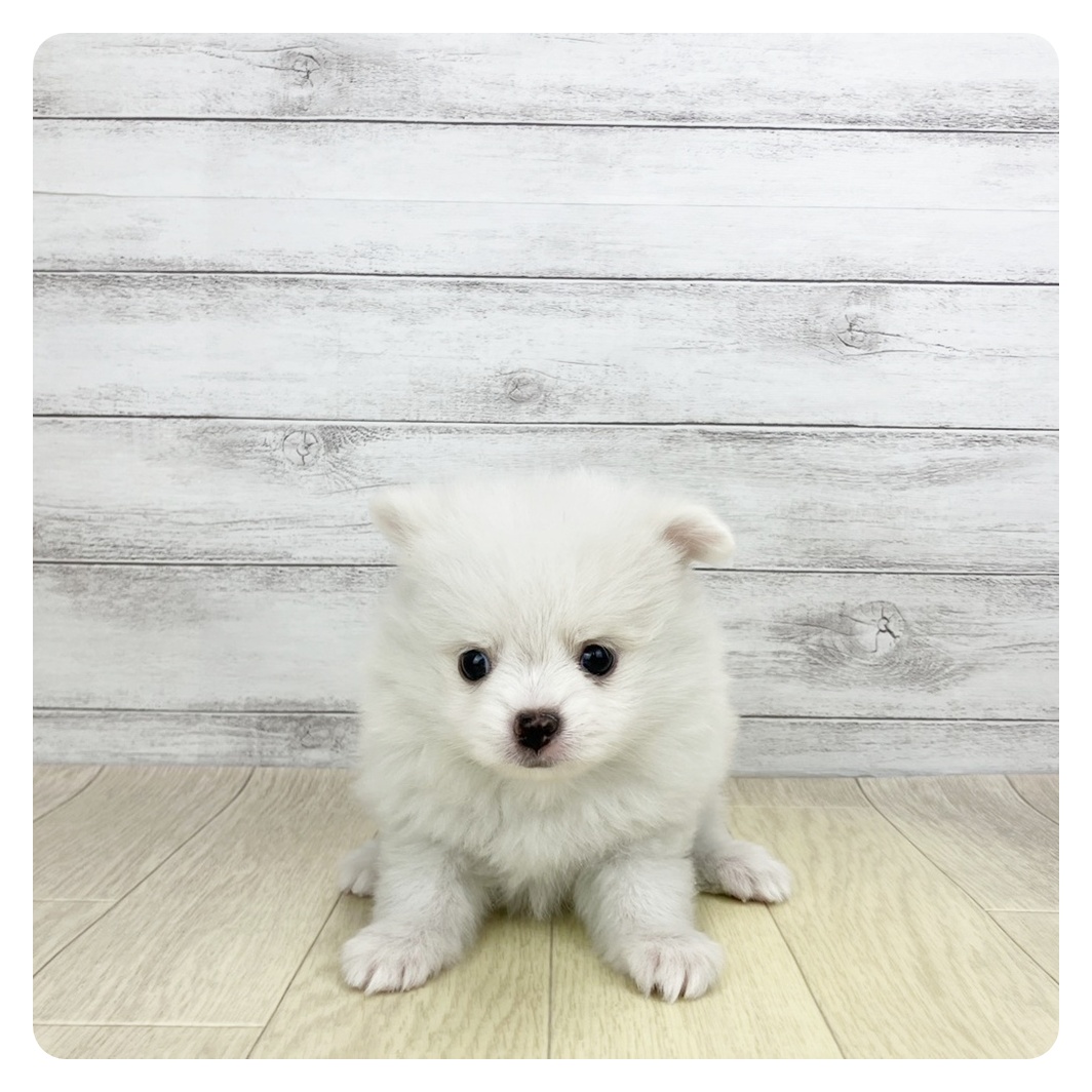 兵庫県のポメチワ/チワポメ/ポメチー(ポメラニアン×チワワ) (犬の家＆猫の里ニッケパークタウン加古川店/2026年2月10日生まれ/女の子/クリームホワイト)の子犬