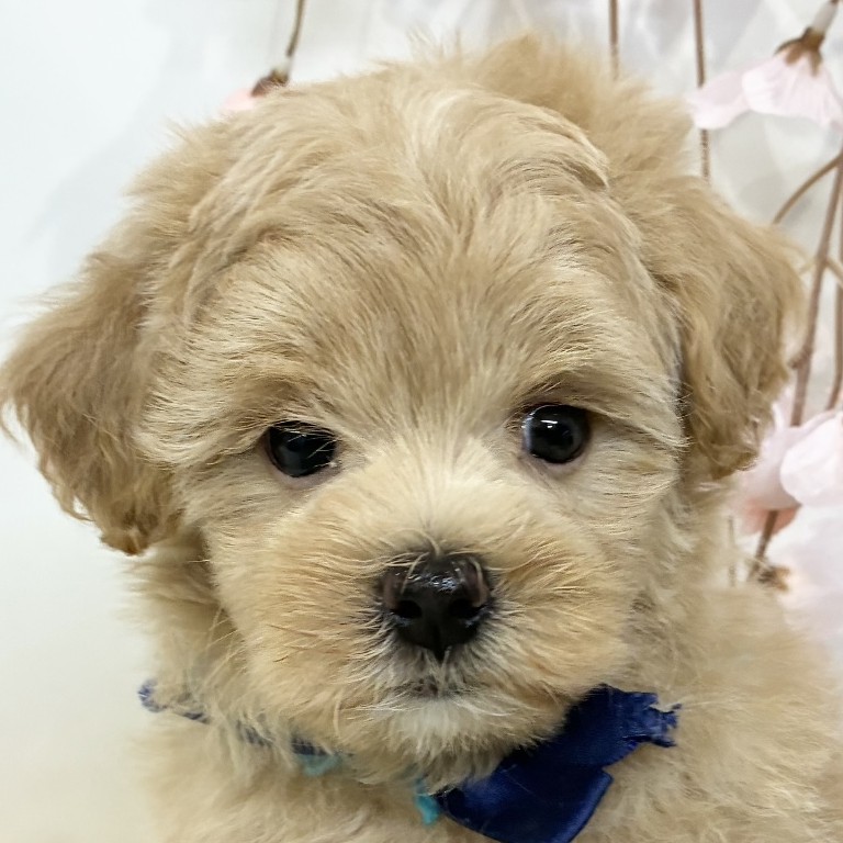 大阪府のマルプー(マルチーズ×プードル) (犬の家＆猫の里そよら東岸和田店/2026年2月10日生まれ/女の子/アプリコット)の子犬