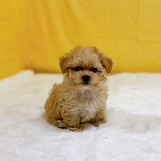 愛知県のマルプー(マルチーズ×プードル) (犬の家＆猫の里一宮店/2026年2月10日生まれ/男の子/クリーム)の子犬