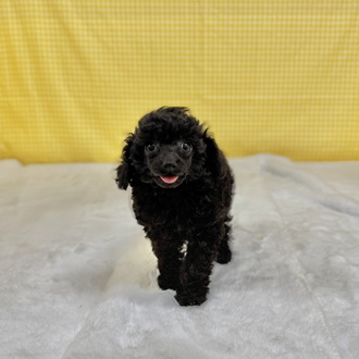 愛知県のトイプードル(トイ) (犬の家＆猫の里一宮店/2026年2月9日生まれ/女の子/ブラック)の子犬の1枚目の画像