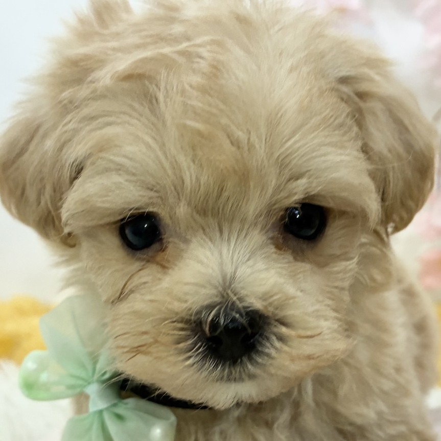 岡山県のマルプー(マルチーズ×プードル) (犬の家＆猫の里倉敷店/2026年2月10日生まれ/男の子/アプリコット)の子犬