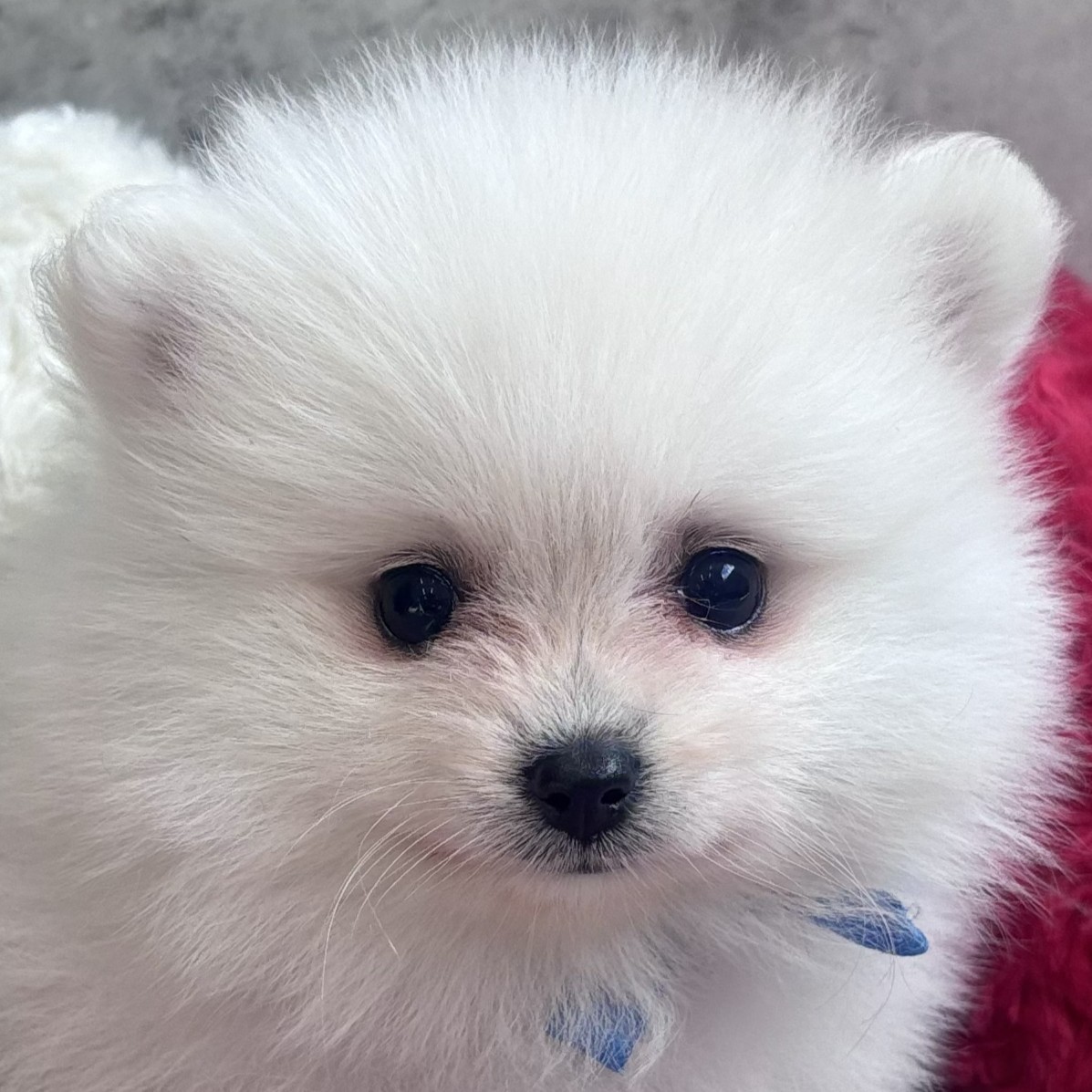 兵庫県のポメラニアン (犬の家＆猫の里ニッケパークタウン加古川店/2026年2月9日生まれ/女の子/クリーム)の子犬