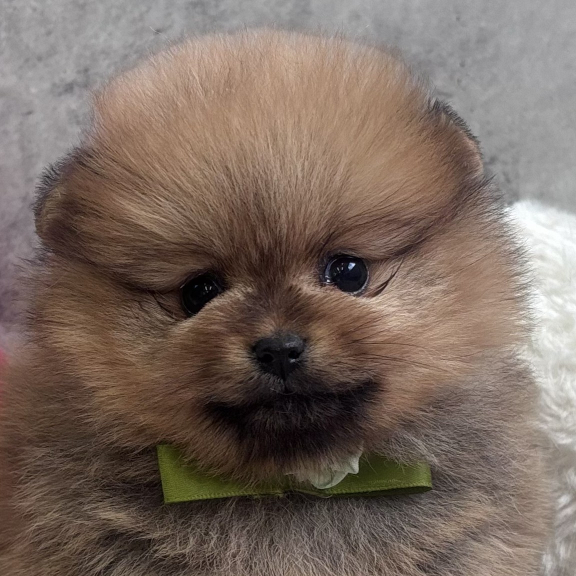 兵庫県のポメラニアン (犬の家＆猫の里ゆめタウン姫路店/2026年2月9日生まれ/女の子/オレンジ)の子犬