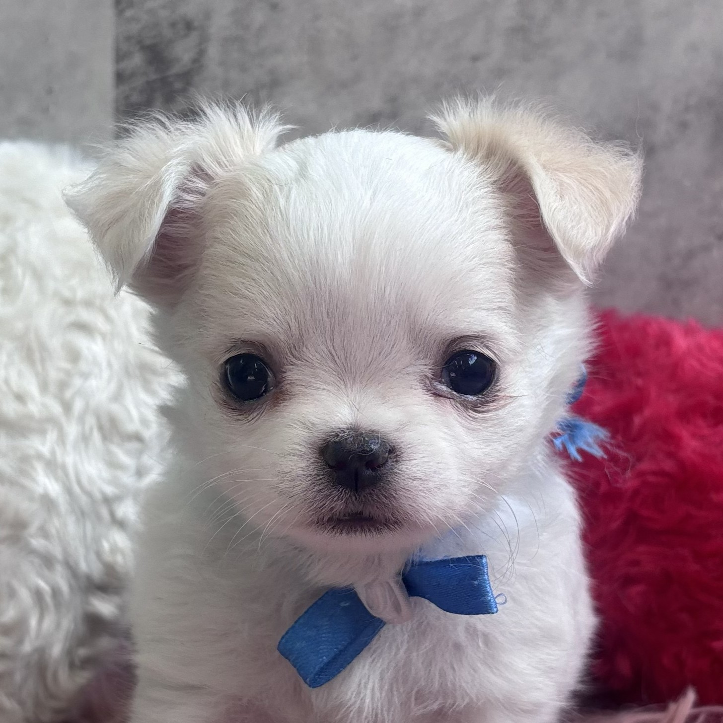 岡山県のチワワ(ロング) (犬の家＆猫の里岡山店/2026年2月11日生まれ/女の子/ホワイトクリーム)の子犬の1枚目の画像