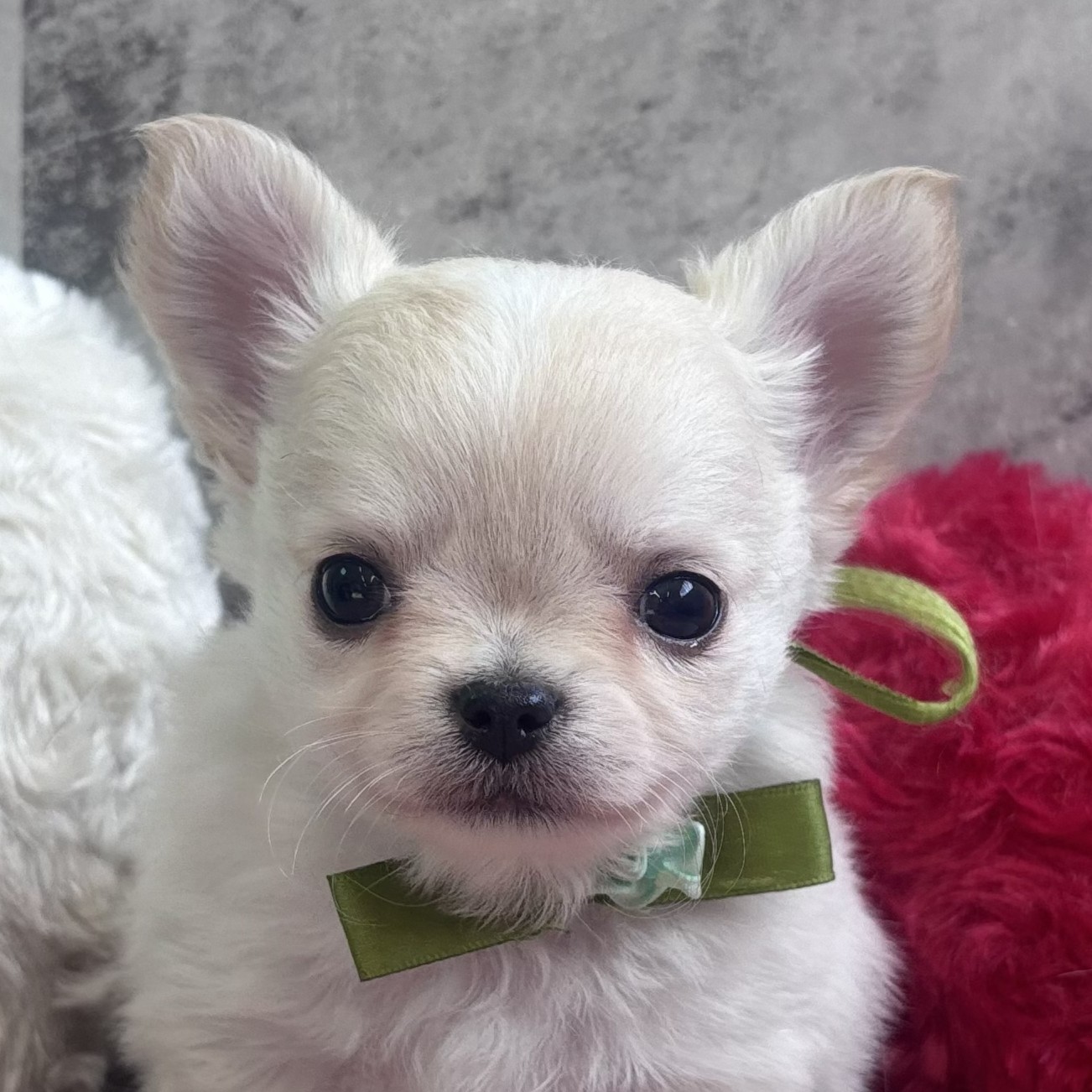 京都府のチワワ(ロング) (犬の家＆猫の里京都精華店/2026年2月11日生まれ/男の子/クリームホワイト)の子犬