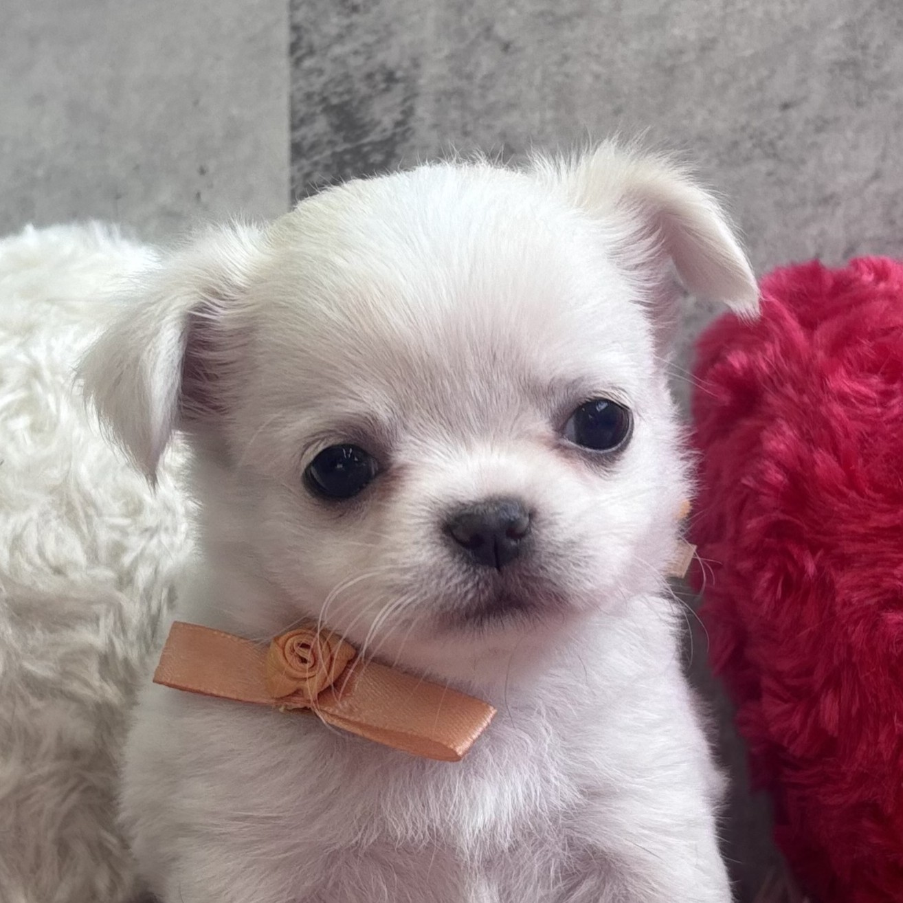 大阪府のチワワ(ロング) (犬の家＆猫の里吹田店/2026年2月11日生まれ/男の子/クリームホワイト)の子犬