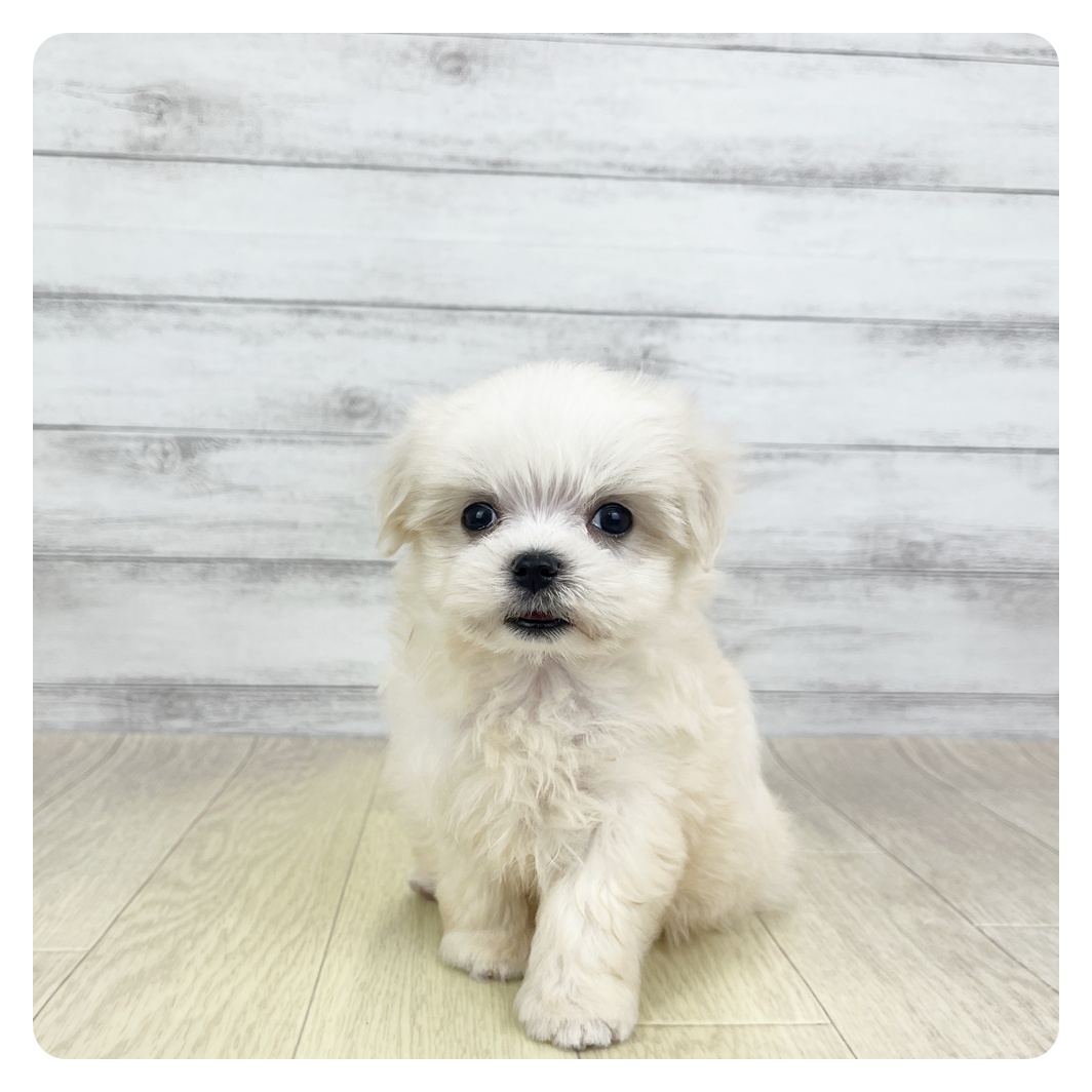 愛知県のマルチーズ (犬の家＆猫の里碧南店/2026年2月8日生まれ/女の子/ホワイト)の子犬