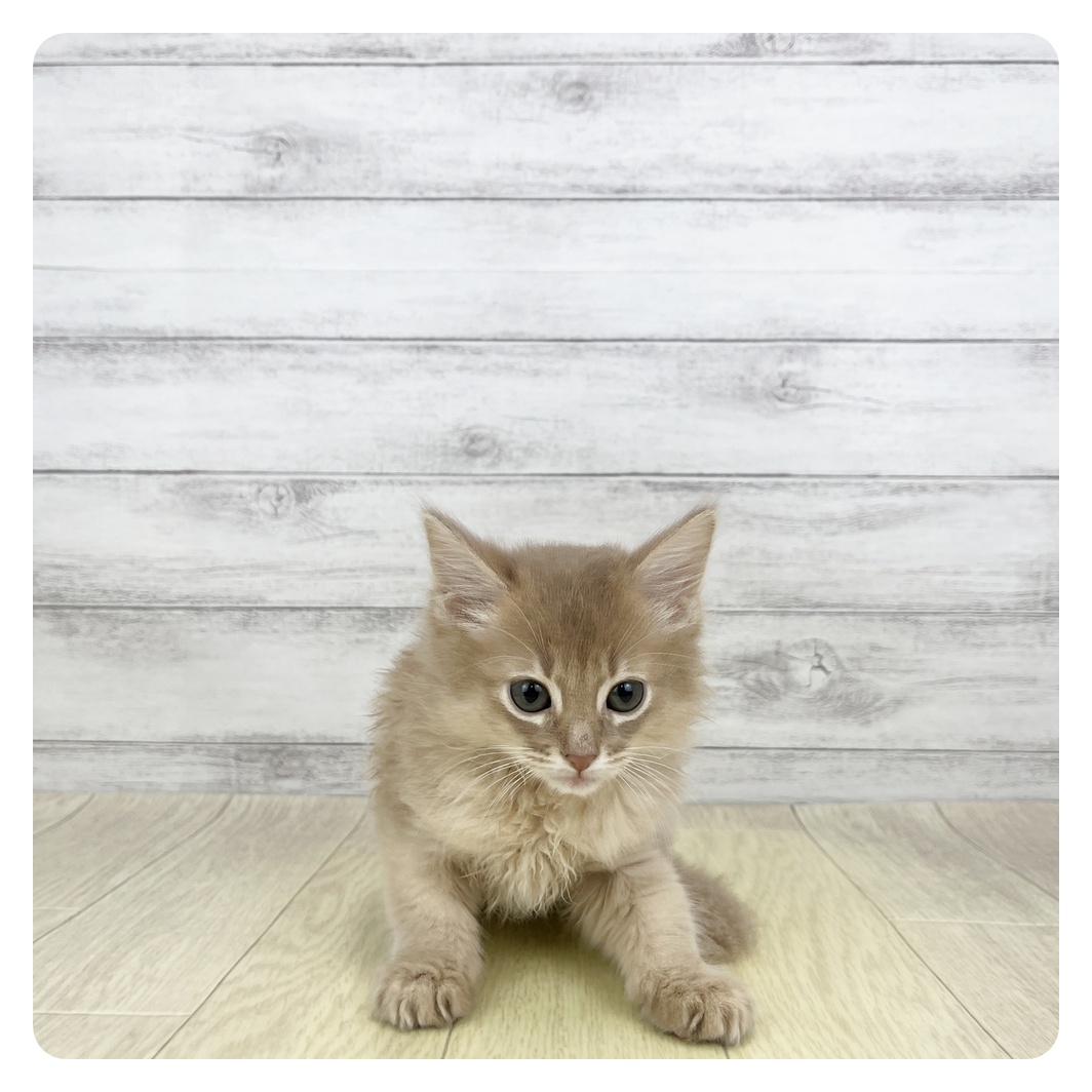 愛知県のソマリ (犬の家＆猫の里MEGAドン・キホーテ東海名和店/2026年2月9日生まれ/女の子/フォーン)の子猫