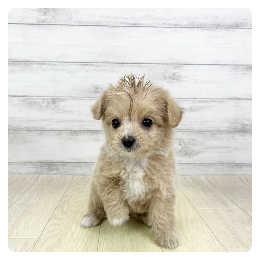 愛知県のチワプー/プーチー(チワワ×プードル) (犬の家＆猫の里碧南店/2026年2月10日生まれ/女の子/アプリコット)の子犬