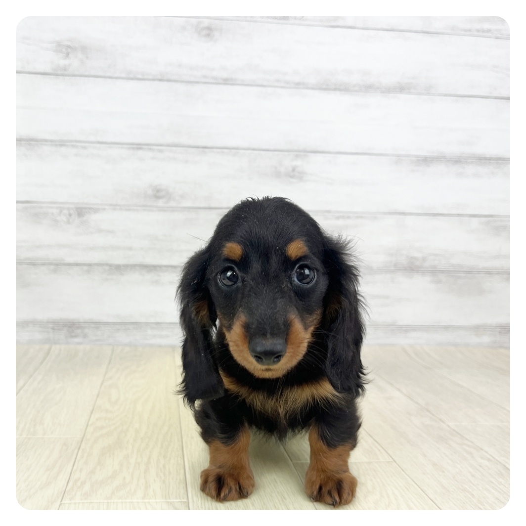 愛知県のミニチュアダックスフンド(ロング) (犬の家＆猫の里碧南店/2026年2月10日生まれ/女の子/ブラックタン)の子犬